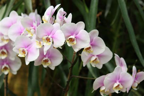 蘭 植物|条件から探す 「ラン」 植物図鑑検索